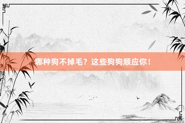 哪种狗不掉毛?这些狗狗顺应你!